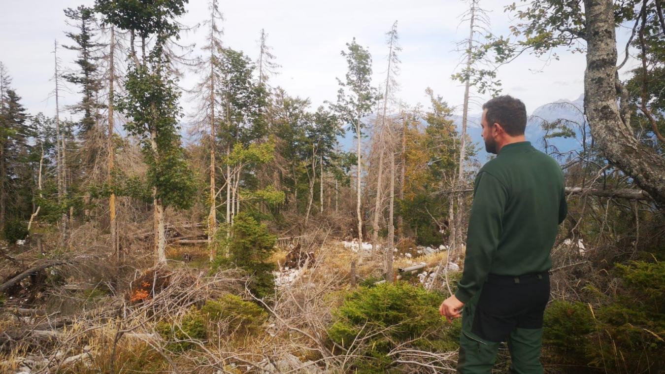 Julien Masse-Navette, technicien forestier principal pour l’ONF en Haute-Savoie, constate des dégâts de plus en plus visibles sur l’état de la forêt du Semnoz suite à la sécheresse de cet été.