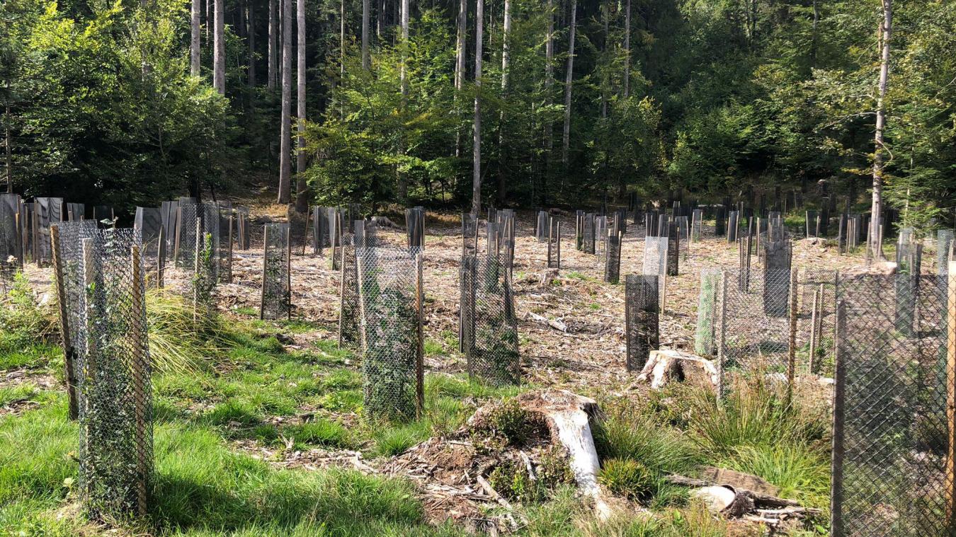Les agents forestiers de l’ONF misent sur la plantation d’essences d’arbres plus adaptées à la sécheresse pour accompagner la forêt.