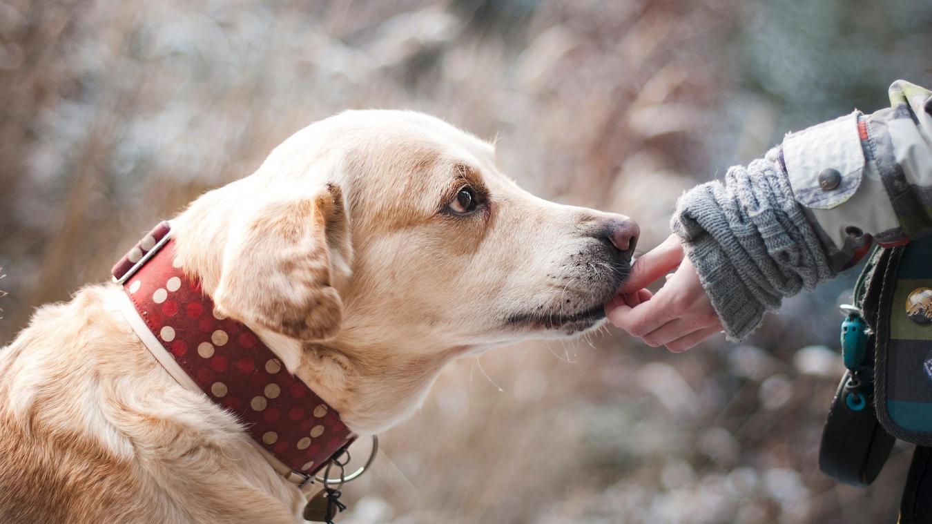 Tant on les aime nos animaux de compagnie, qu’on voudrait être enterré avec. Ce pourrait être bientôt possible en France.