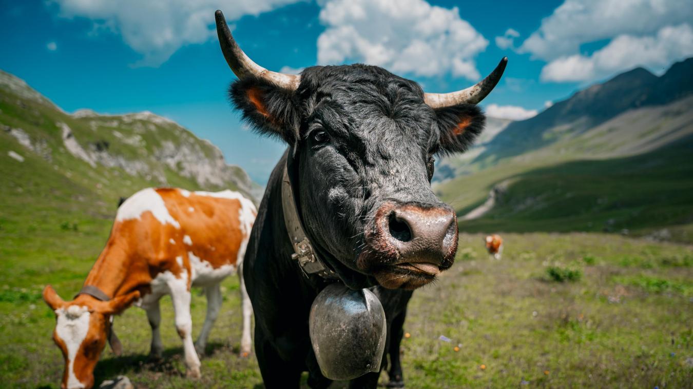 Décorer les vaches lors des démontagnées est une tradition de nos voisins suisses.