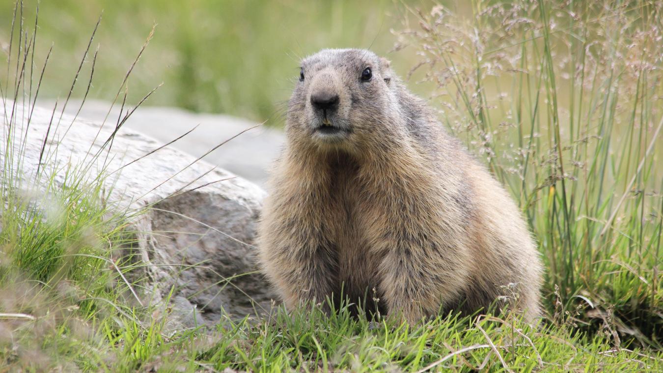 Chaque année, entre 300 et 400 marmottes sont tuées pendant la chasse en Savoie.