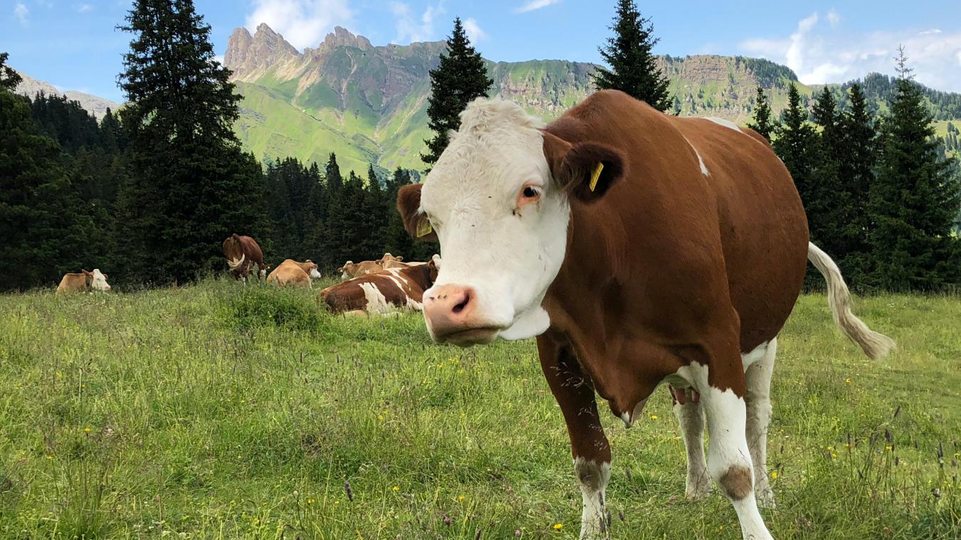Le méthane, émis par les vaches, est le deuxième gaz le plus nocif pour l’effet de serre.