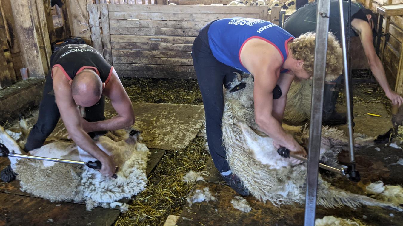 Jour de tonte pour les animaux, et de collecte pour l’association Défrise ton mouton.