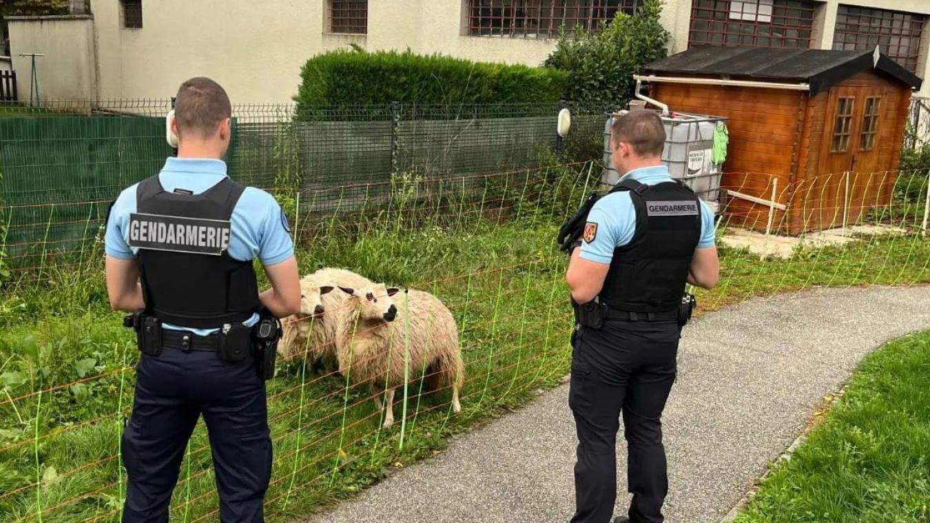 Les deux moutons vont entretenir les espaces verts de la brigade.