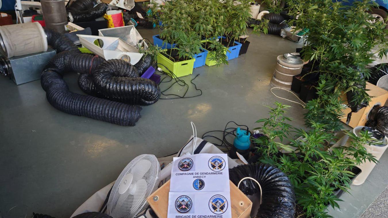 Les gendarmes ont saisi une cinquantaine de pieds de cannabis chez un habitant de Seynod.
