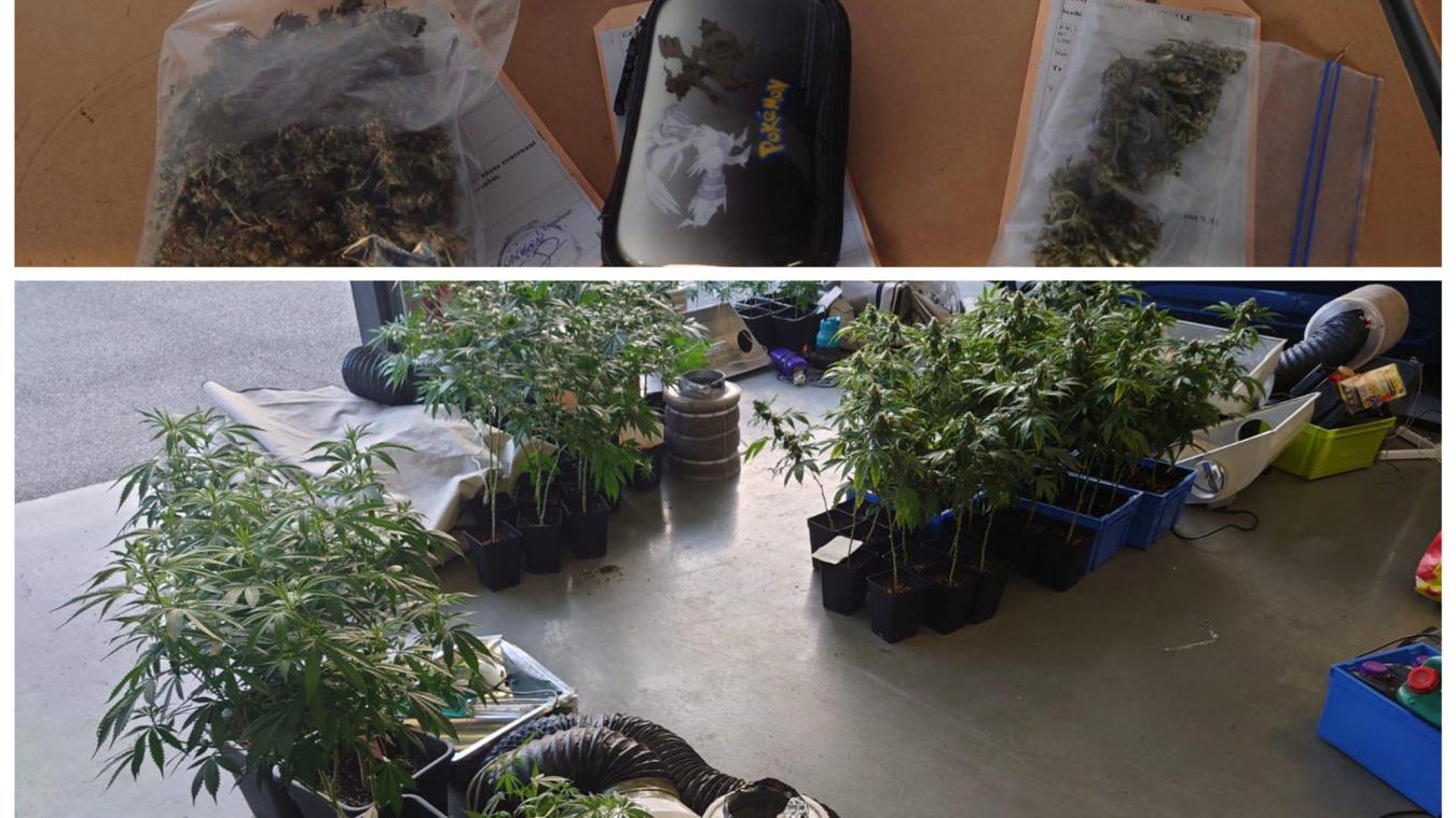 Les gendarmes ont saisi une cinquantaine de pieds de cannabis chez un habitant de Seynod.
