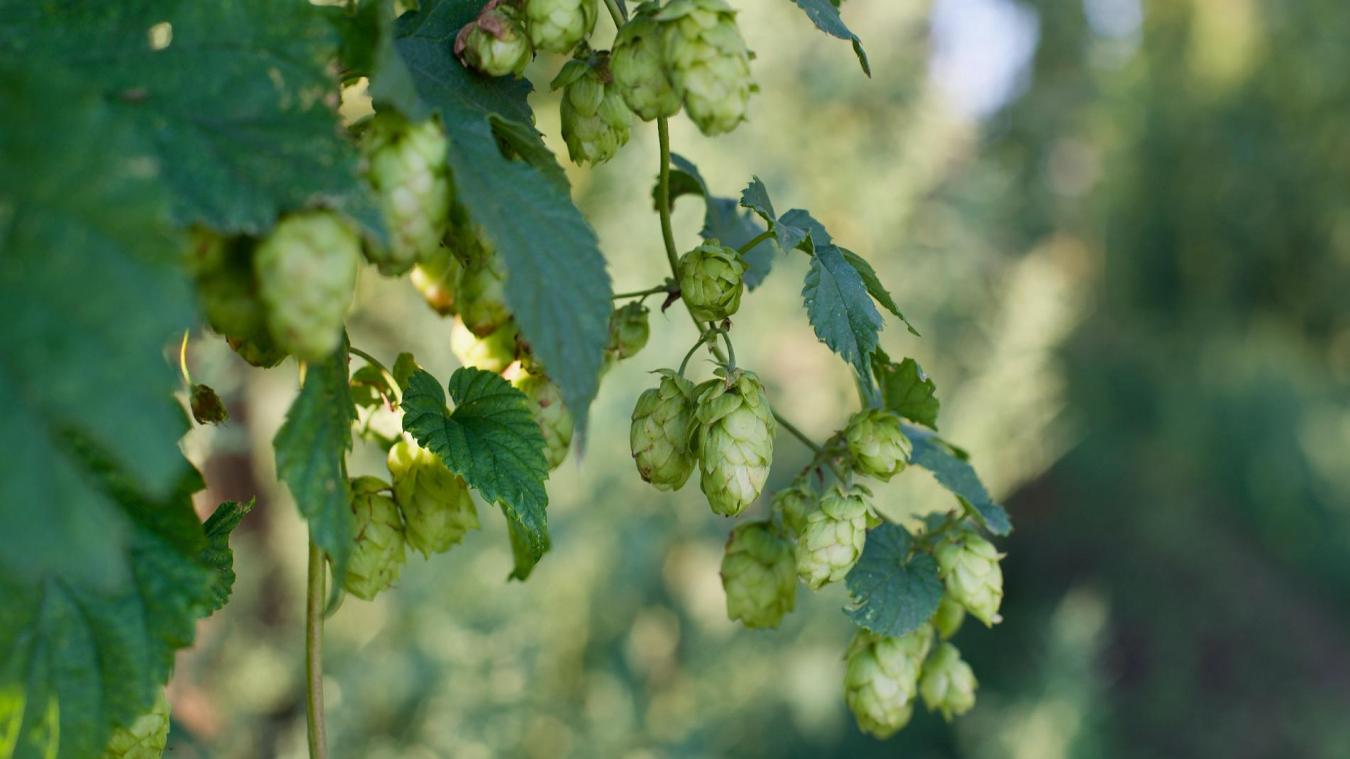 Le houblon, à la base de la fabrication de la bière, présenterait des propriétés utiles à la lutte contre la maladie d’Alzheimer