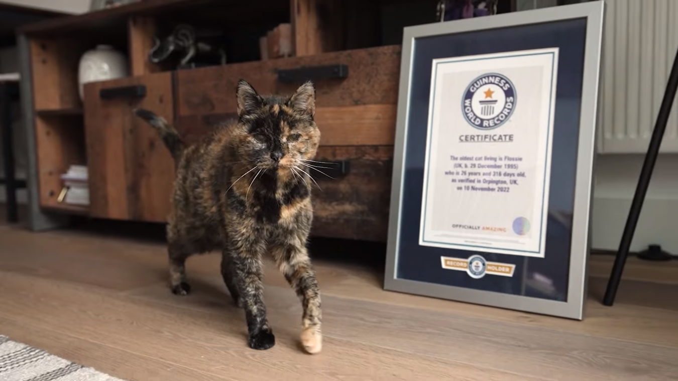 À l’âge de 26 ans et 329 jours, Flossie est devenue le plus vieux chat au monde.