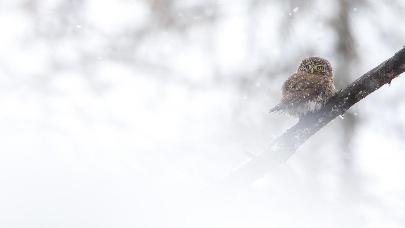Trouver la chevêchette a été un moment de bonheur pour le photographe.