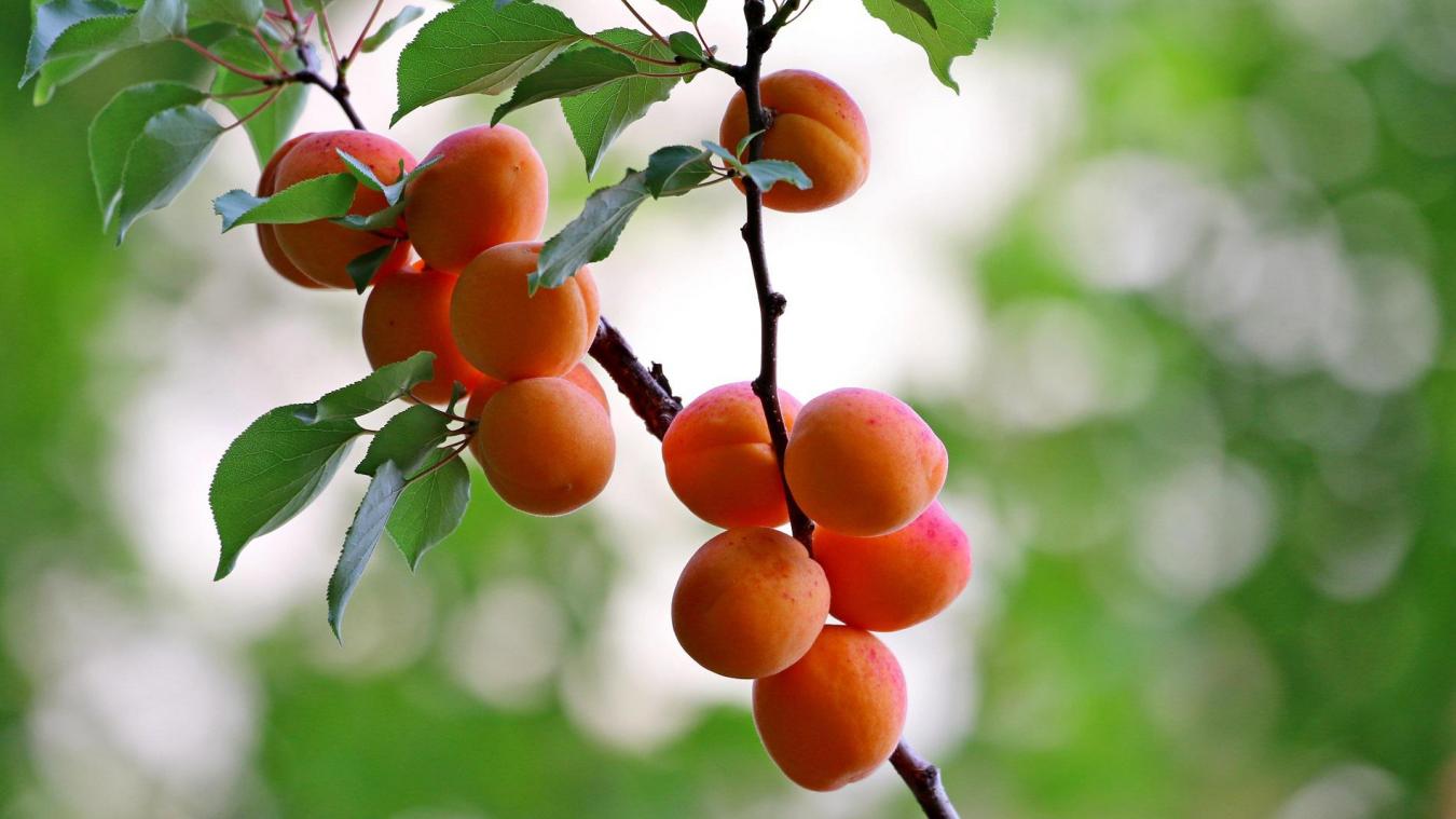 Avec de nombreux jours d’ensoleillement, le Valais est une terre propice pour la culture de l’abricot. Le canton en tire aussi de l’alcool : l’abricotine.