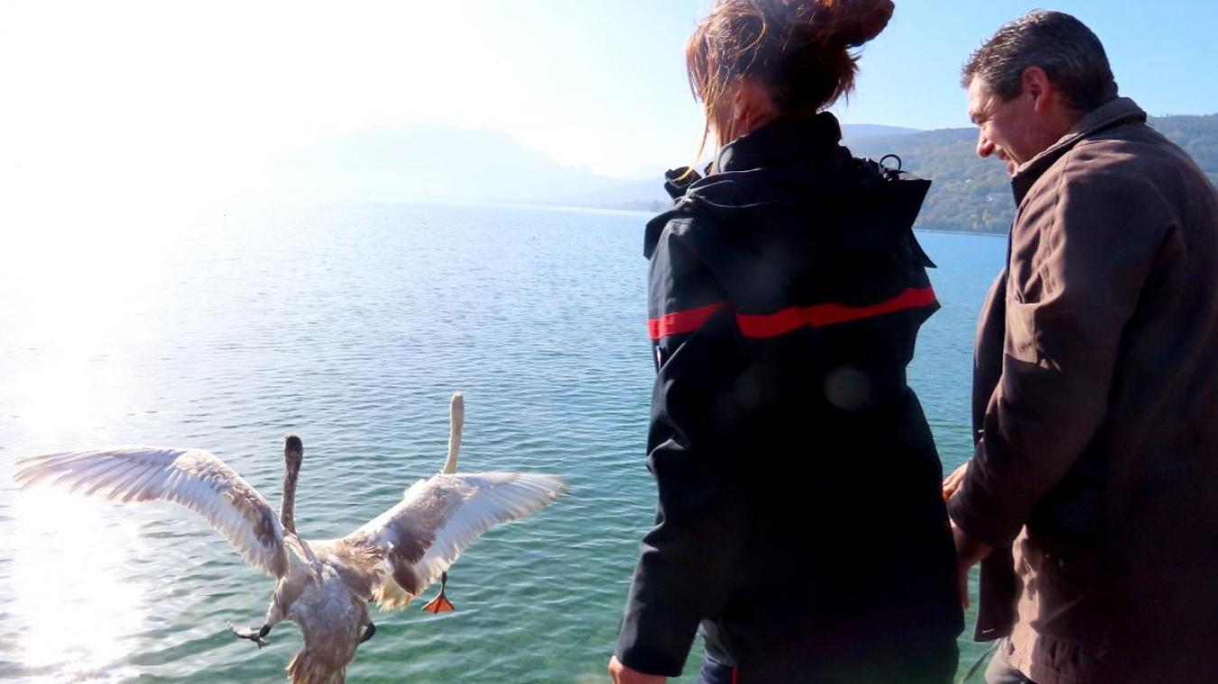 Mélanie Lacombe et son collègue ont relâché deux cygnes blessés dans le lac d’Annecy.