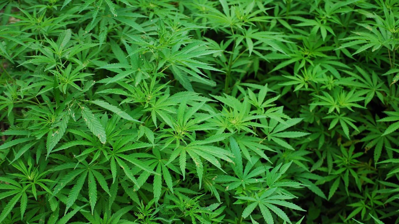 Le cannabis, la drogue la plus consommée en France et majoritairement par les trentenaires et plus.