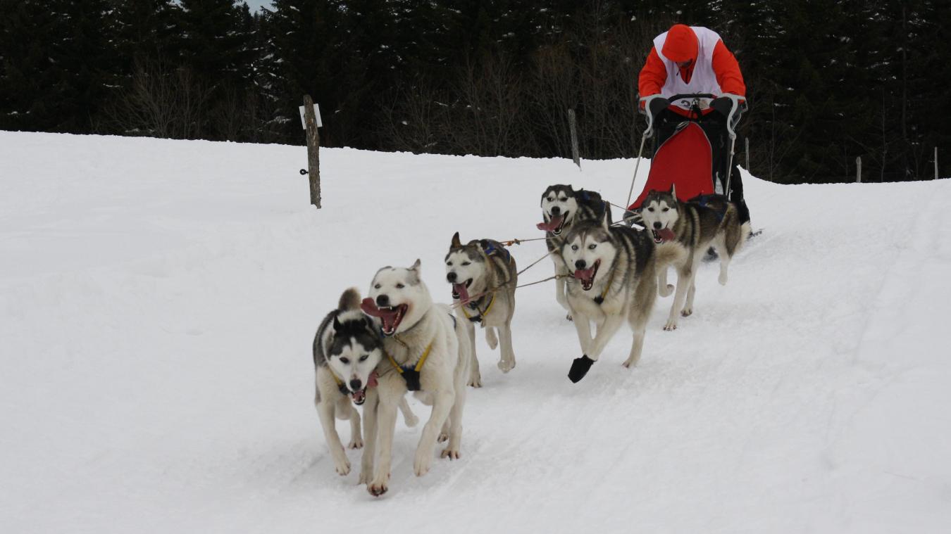 Quatre races canines sont traditionnellement représentées lors de la Retordica : husky de Sibérie, malamute d’Alaska, samoyède et groenlandais. (Photo d’archives)