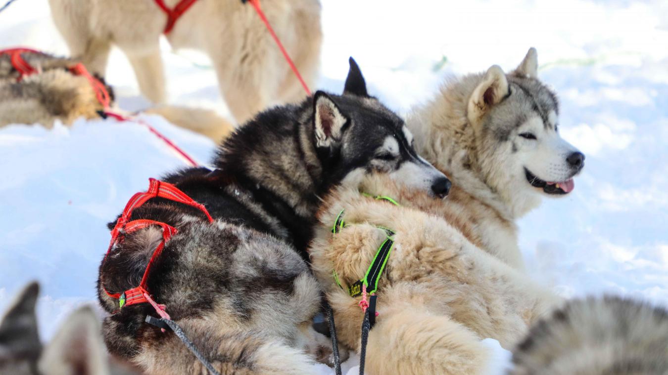 Les mushers proposent des randonnées en cani kart plutôt qu’en traîneaux.