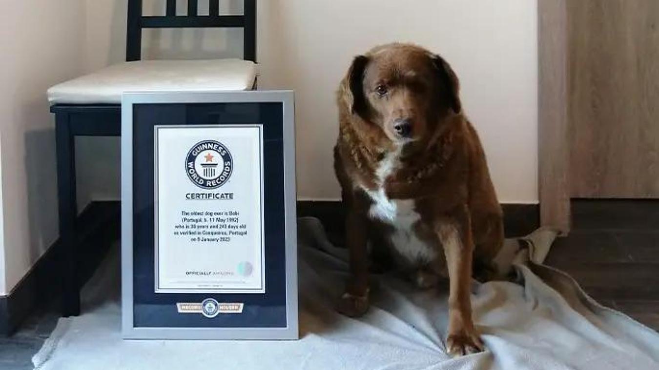 Bobi, un Rafeiro de l'Alentejo de 30 ans, a battu le record du chien le plus vieux de tous les temps.