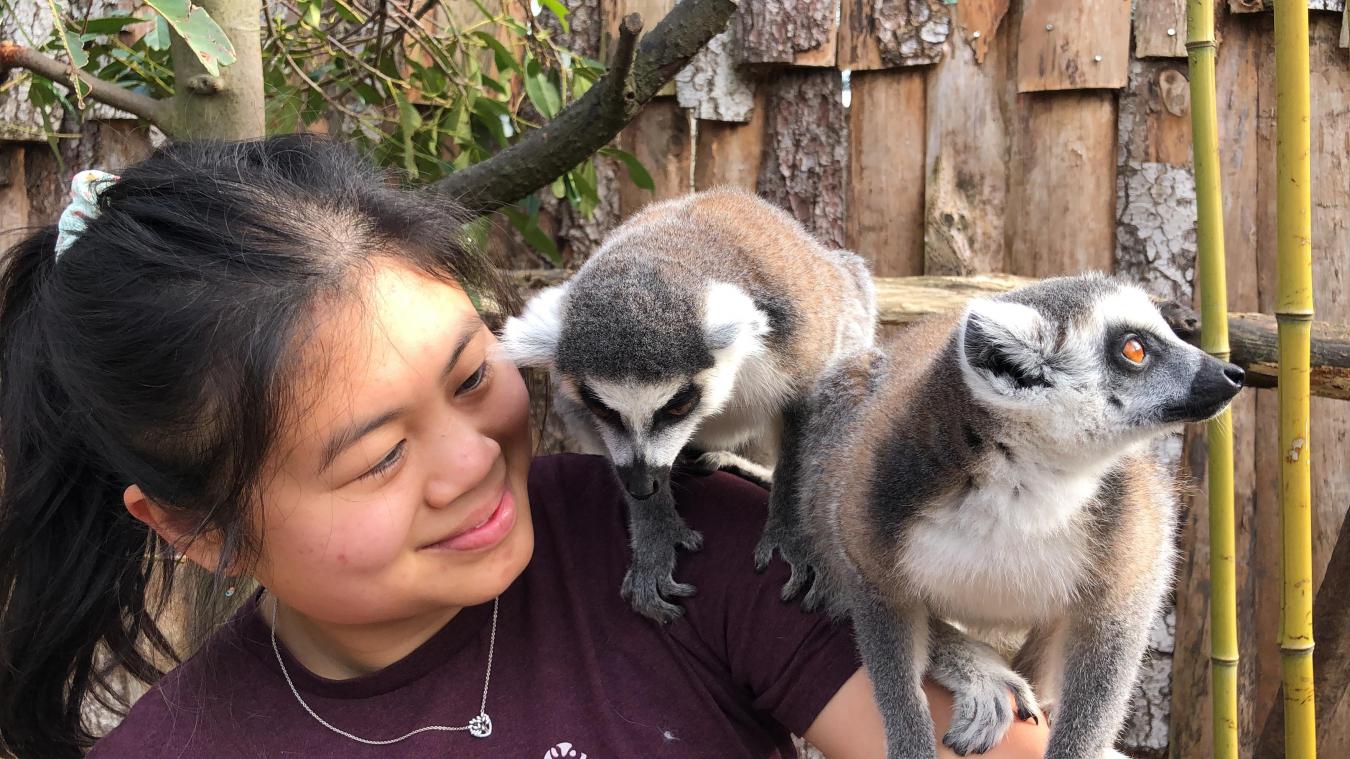 Nelly et les lémuriens, très familier. Le pyrargue à tête blanche. Le paon. Les wallabies.