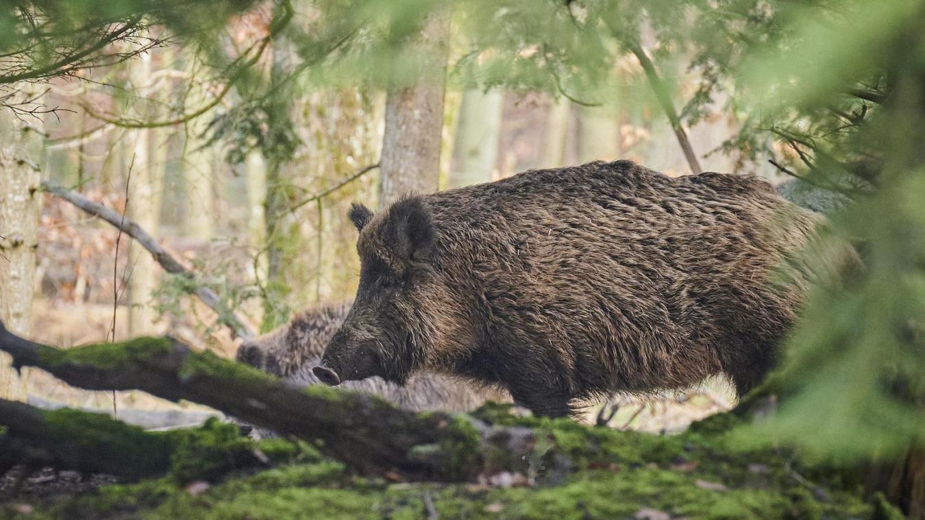 Le sanglier d’environ 80 kilos a foncé sur le chasseur.