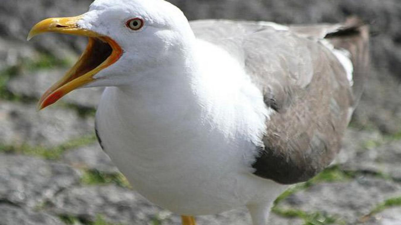 Un goéland contaminé par la grippe aviaire a été retrouvé mort à Amphion, sur la commune de Publier.