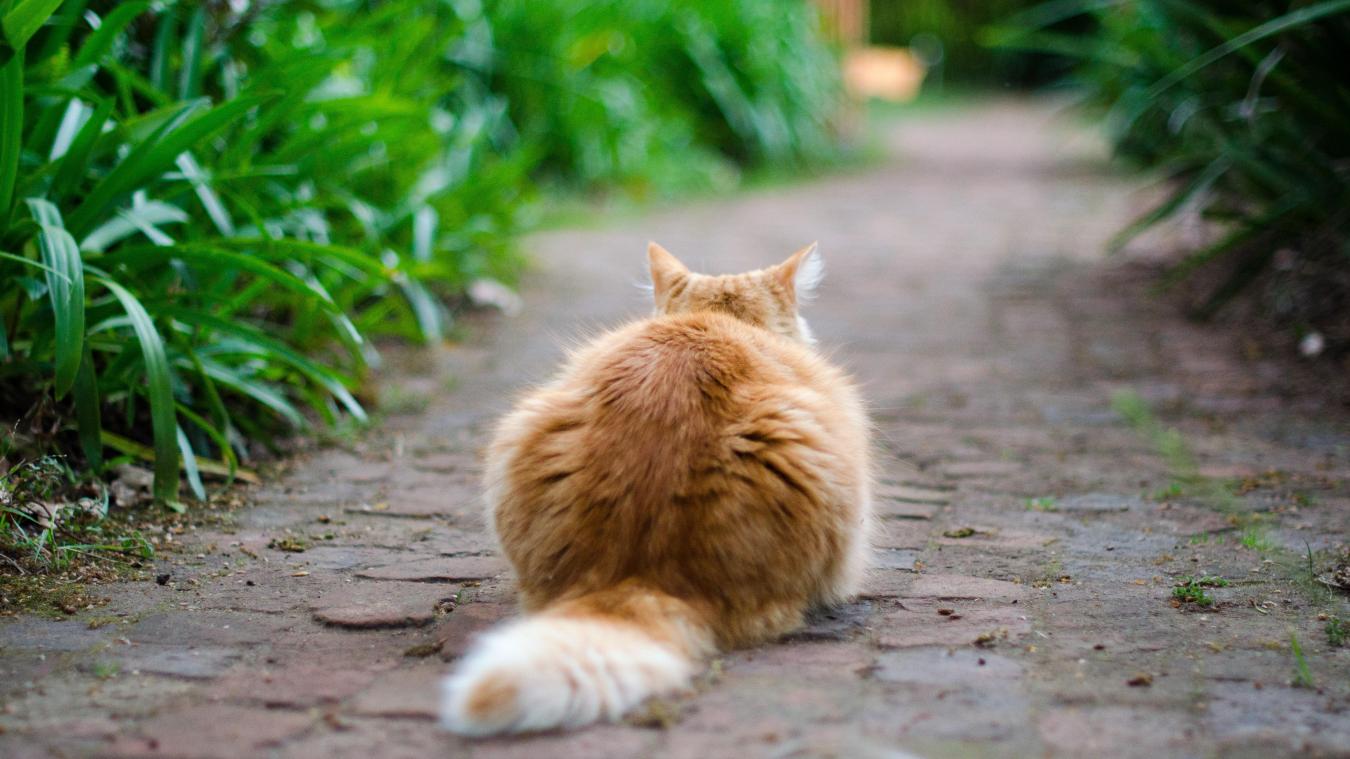 Le quadragénaire a retrouvé l’un de ses chats morts dans un jardin voisin en mai 2022.