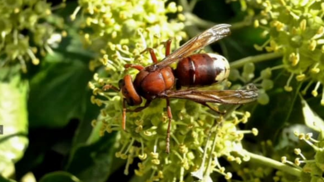 Sur le front de la disparition des abeilles, un nouvel ennemi, le ...