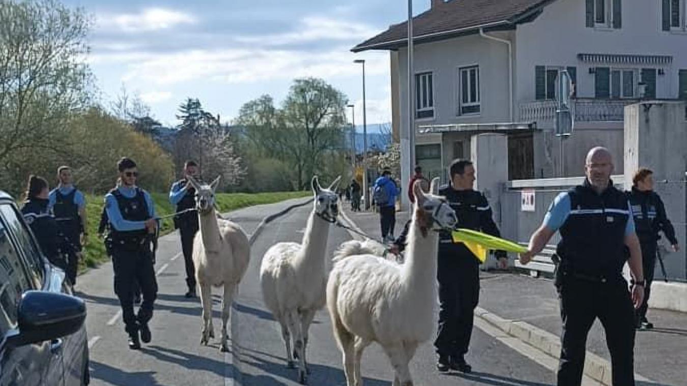 Les gendarmes ont eu affaire à d’étonnants suspects, ce mardi 4 avril 2023!