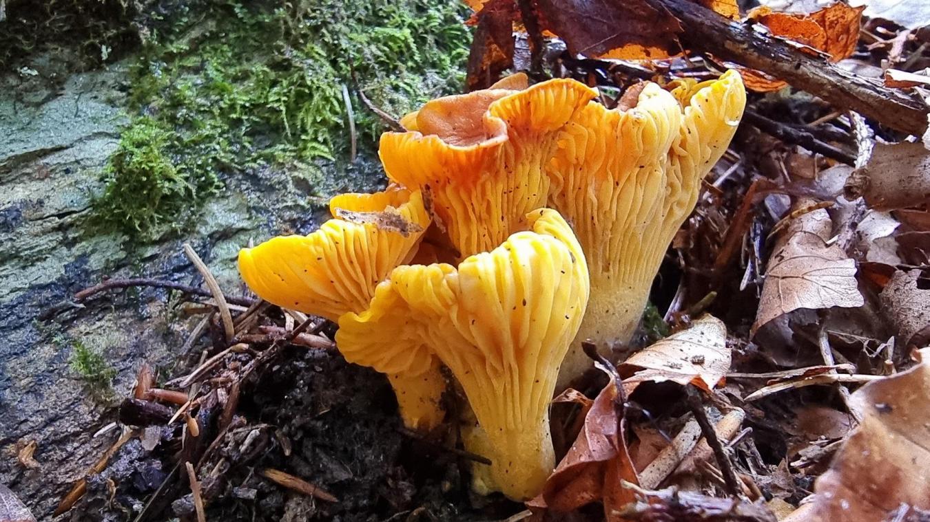 La chanterelle votre nouvelle alliée pour des cheveux de toute beauté Le Messager