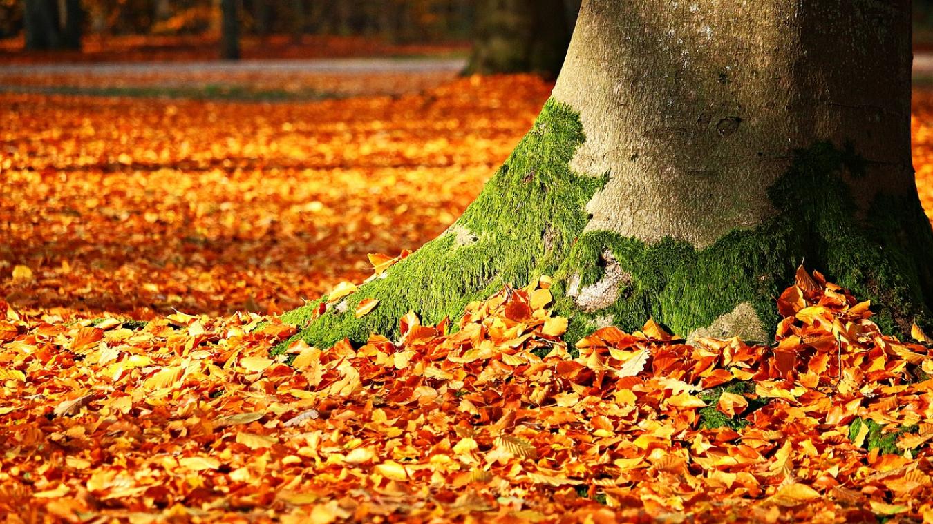 la deese l'automne L'automne • Documentaire dès 4 ans | Accès éditions
