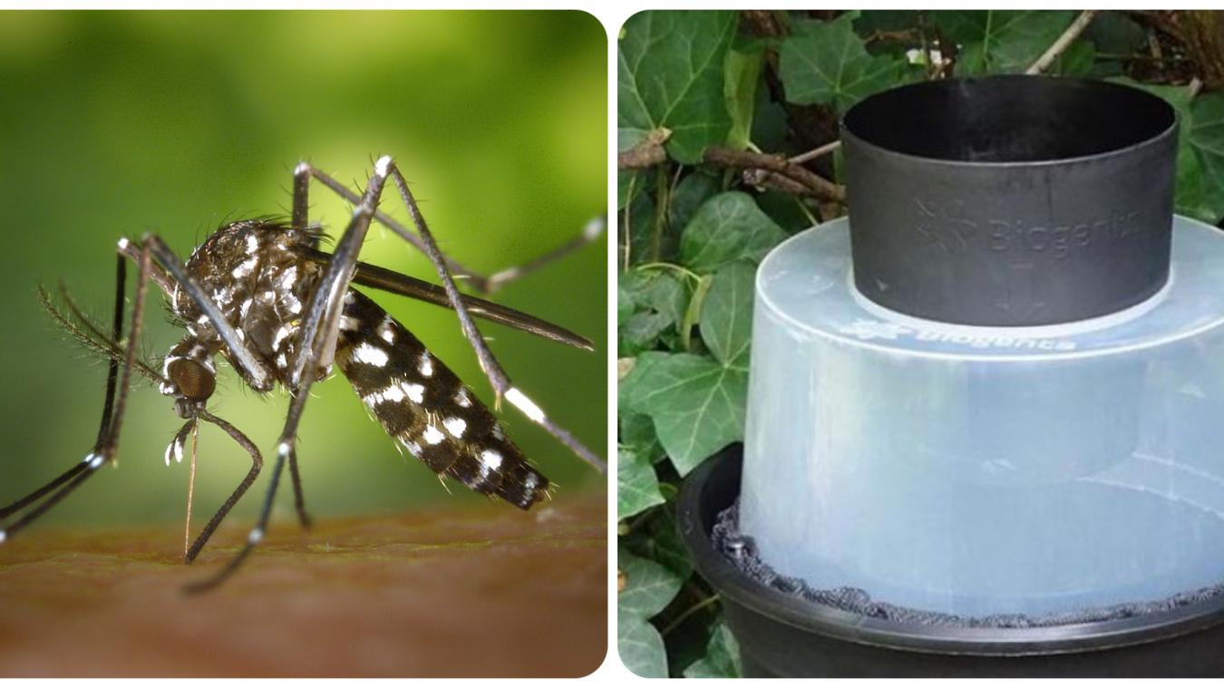 Aix-les-Bains : 3 conseils pour éviter d’être envahi par les moustiques tigres cet été
