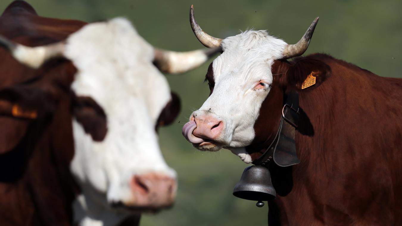 Deux nouveaux foyers de dermatose nodulaire confirmés à Entrelacs