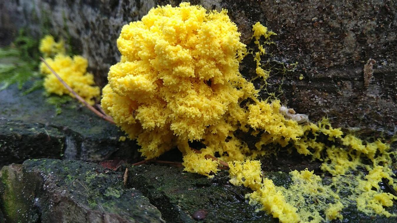 Aix les Bains : tout savoir sur le blob, mystère fascinant entre science et poésie