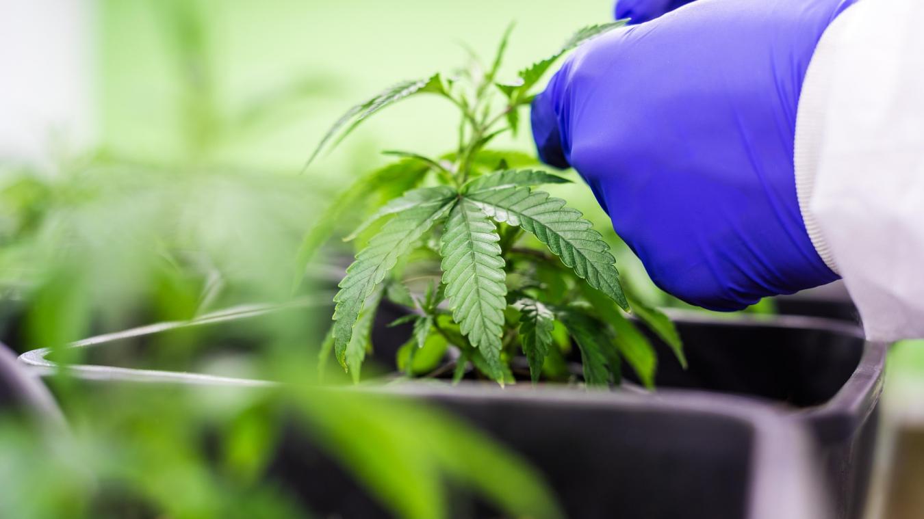 La justice veut frapper fort contre les trafiquants de drogue en Savoie : « On va faire du harcèlement »