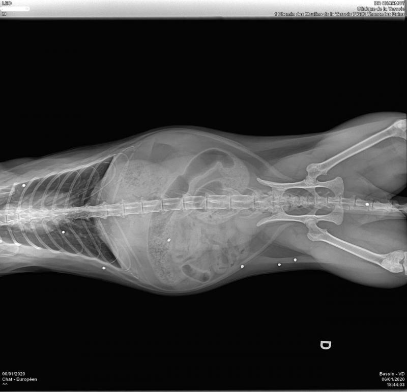 Armoy Un Chat Se Fait Tirer Dessus Au Fusil Le Messager