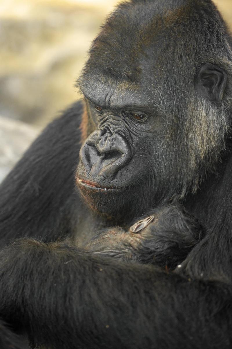 Video Un Bebe Gorille Est Ne Au Zoo D Anvers Le Messager Video Un Bebe Gorille Est Ne Au Zoo D Anvers Le Messager