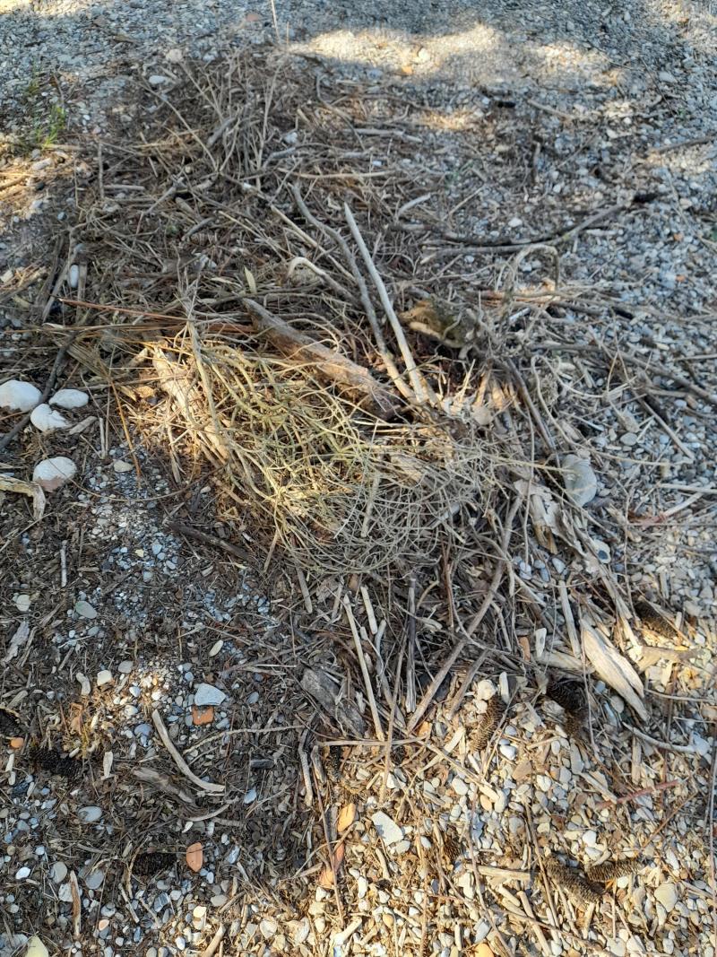 Situé sur une petite plage à Sciez, le nid de cygnes a été détruit.