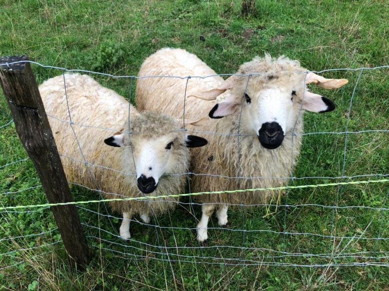 A la petite ferme de l’Irmande, les moutons aussi sont savoyards.