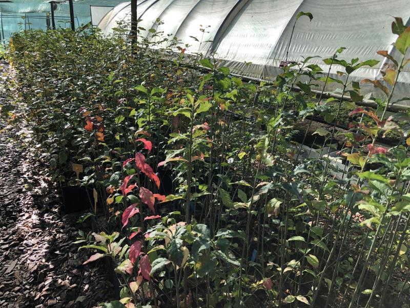 La lutte contre les espèces invasives passe aussi par la préservation de nos espèces indigènes.