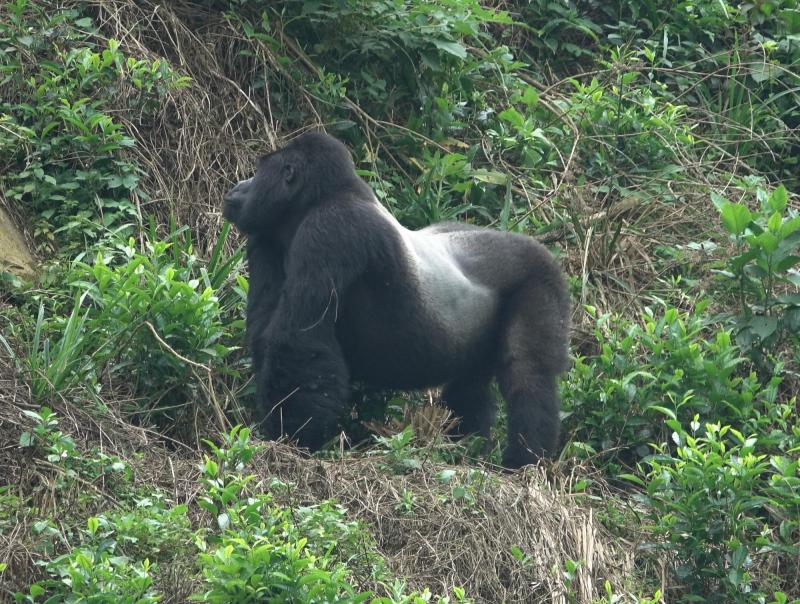 Un gorille au dos argenté, une des fabuleuses rencontres de Jacques Bordon, en Ouganda.