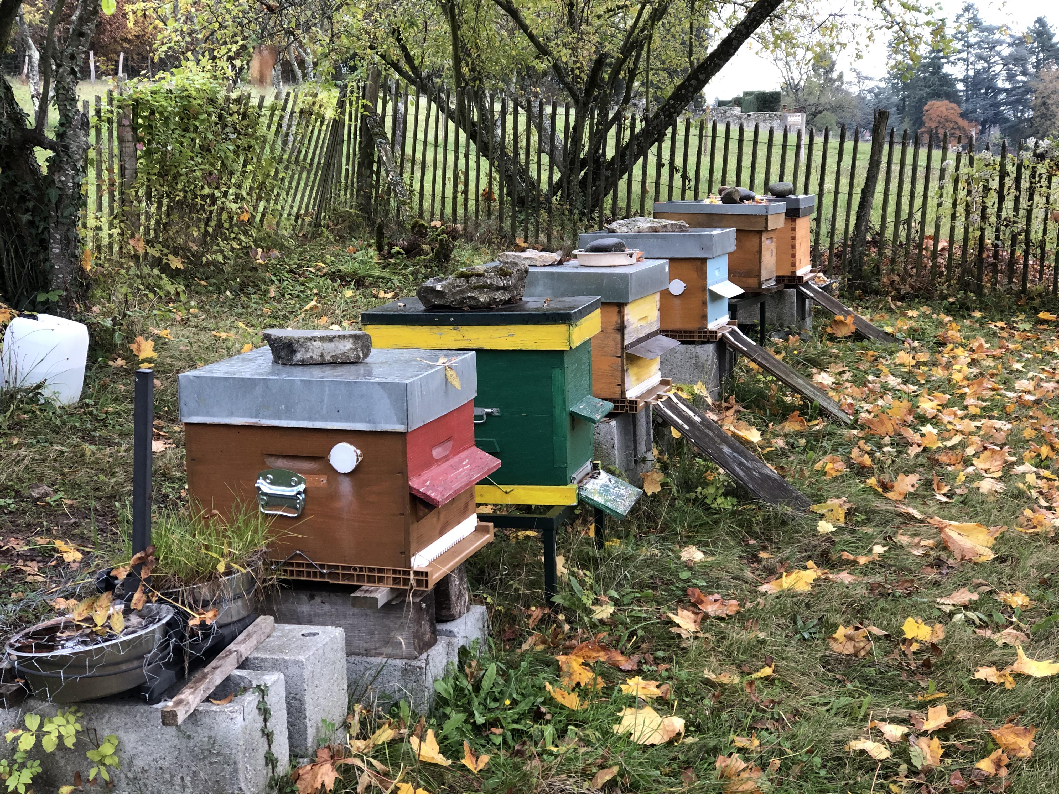Ferney : quand les abeilles vivent la vie de château !