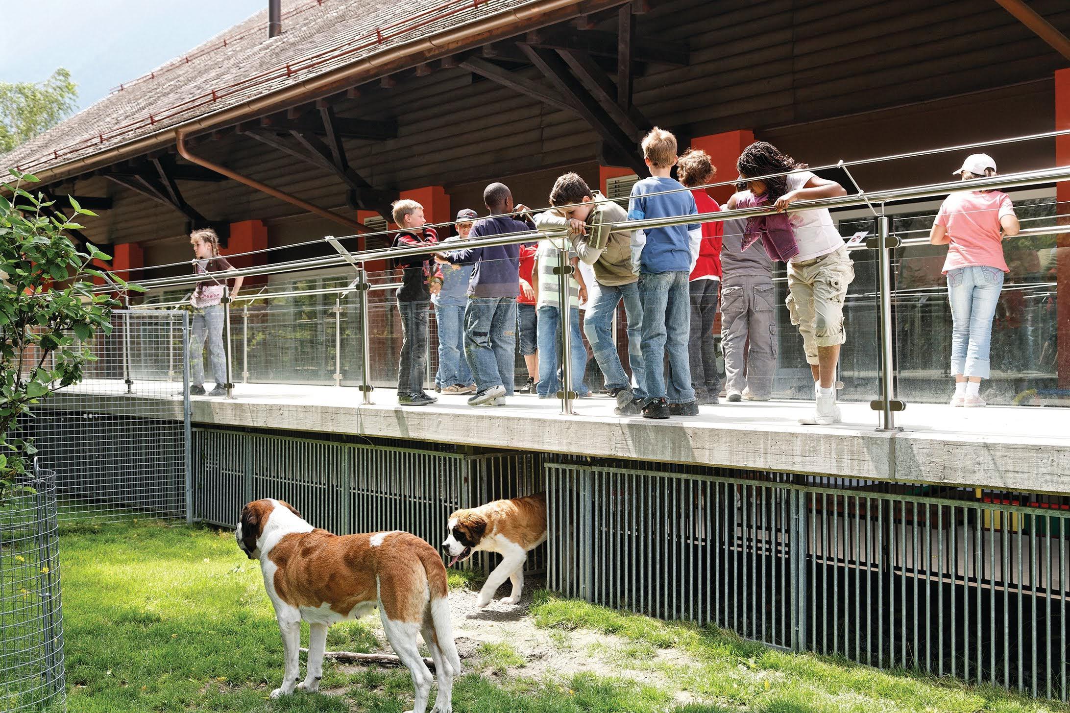 Considéré comme chien national suisse depuis 1884, le Saint-Bernard fascine toujours autant le public.