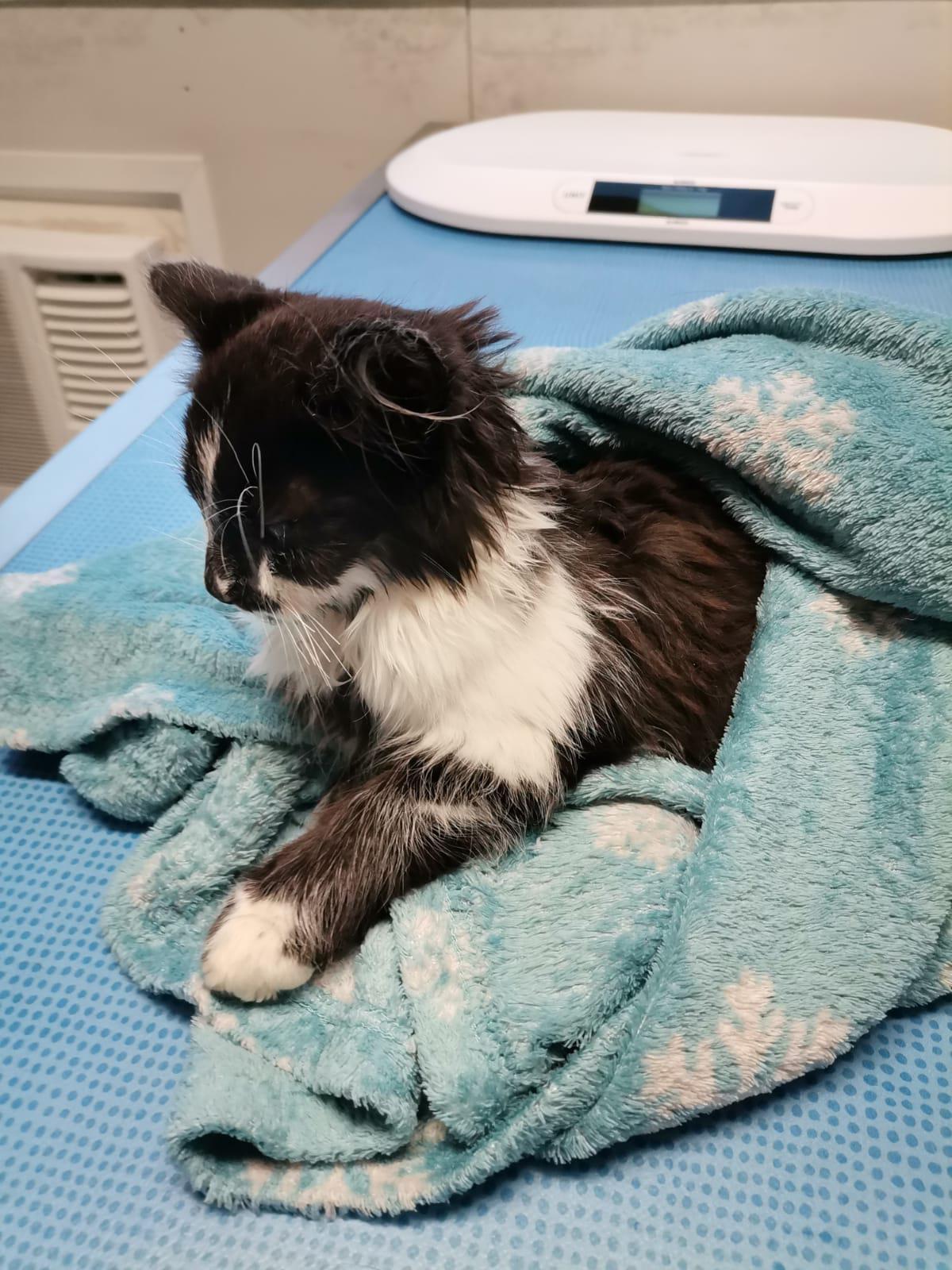 Haute Savoie Le Deuxieme Chaton Martyrise Est Decede L Essor Savoyard Haute Savoie Le Deuxieme Chaton Martyrise Est Decede L Essor Savoyard