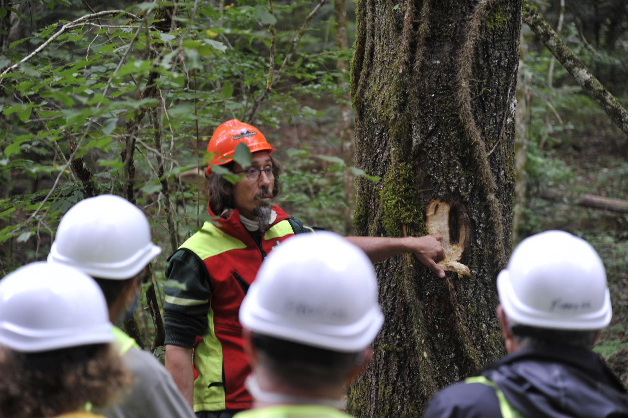 L’Office national des forêts prévoit de faire visiter une parcelle forestière en cours de martelage.
