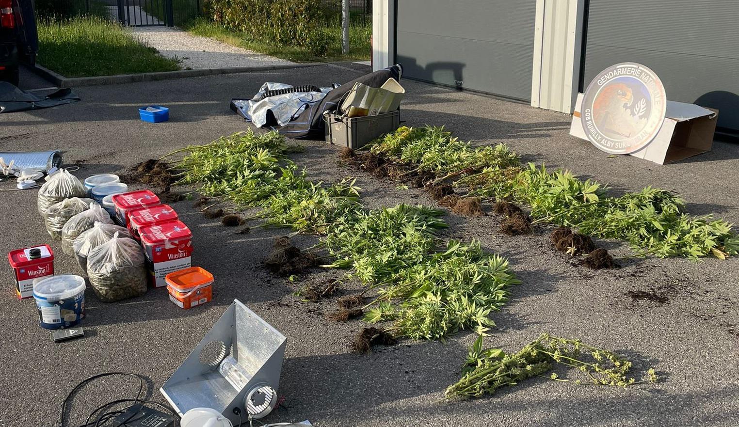 Les gendarmes ont récupéré 48 plants de cannabis, ainsi que du matériel et des produits à base de CBD au domicile du suspect.
