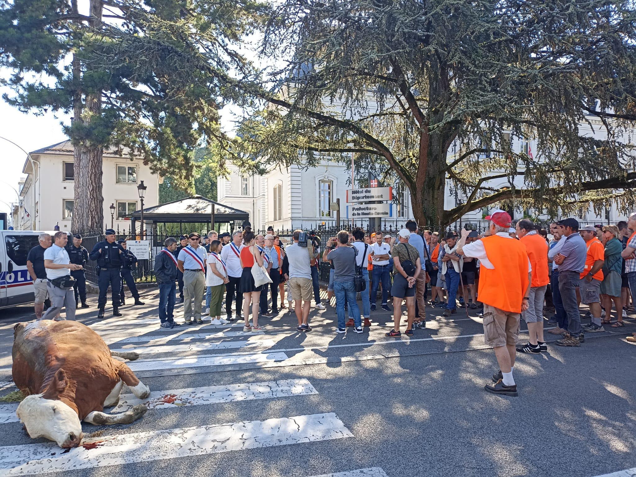 Annecy: des éleveurs déposent un cadavre de vache devant la préfecture
