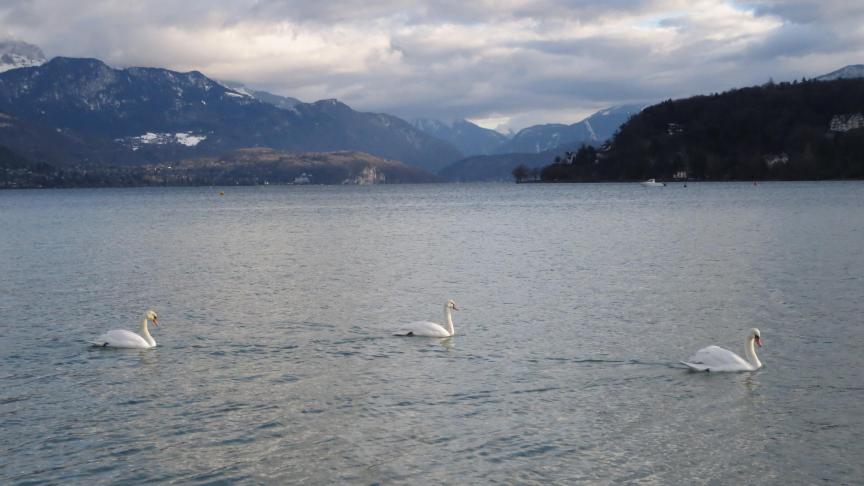 Aujourd’hui, seuls 17 cygnes vivent encore tout autour du lac d’Annecy. Une majorité de jeunes se trouvent près de la ville-centre.