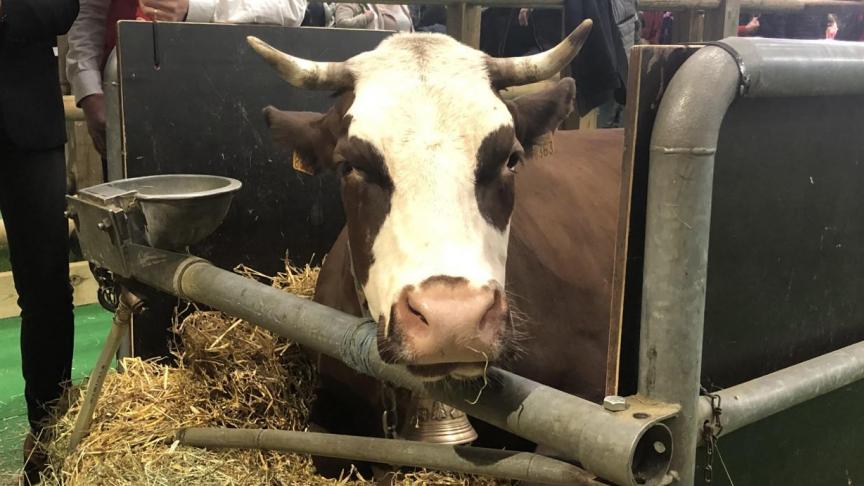Qui est Haute, la vache-star du Salon de l'agriculture ?