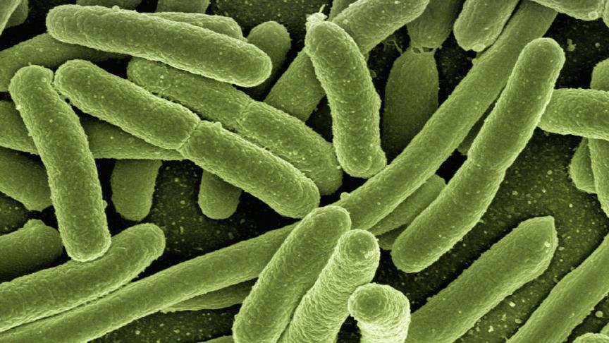 L’augmentation, en ce début d’année 2022, des contaminations à l’escherichia coli inquiète les autorités sanitaires qui rappellent les précautions à prendre. Surtout pour les enfants.