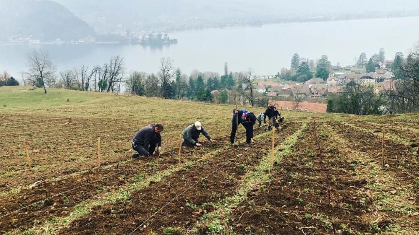 Le vigneron Philippe Héritier loue une parcelle de 1,2 hectares située sur la baie de Talloires, et sur laquelle il va planter plus de 6 000 pieds de vignes.