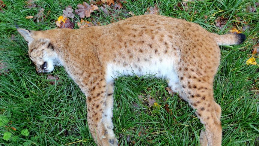 Deux jeunes lynx tués en une semaine par collision, une très mauvaise nouvelle pour cet animal classé comme « espèce en danger ».