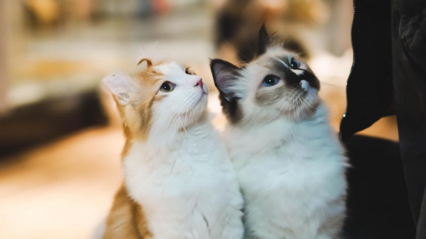 Pour adopter un animal de compagnie, il faudra désormais signer un « certficiat d’engagement et de connaissance ».