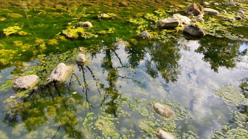 La Semine est envahie par les algues vertes, ici à hauteur de Trébillet.